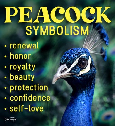 Peacock Meaning Inspiration, Peacock Meaning Symbols, Peacock Spirit Animal Meaning, Peacock Spirit Animal, Peacock Tattoo Meaning, Peacock Spiritual Meaning, Peacock Meaning, Peacock Symbolism, Male Peacock