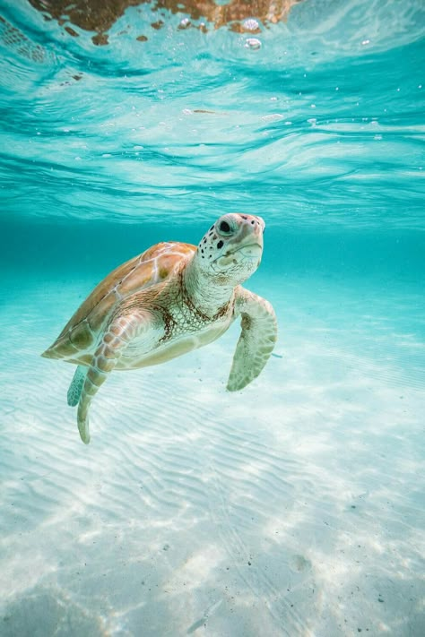 Sea Turtle Wallpaper, Sea Life Wallpaper, Sea Turtle Pictures, Harbour Island Bahamas, Turtle Wallpaper, Ocean Underwater, Sea Turtle Art, Cute Summer Wallpapers, Ocean Photos