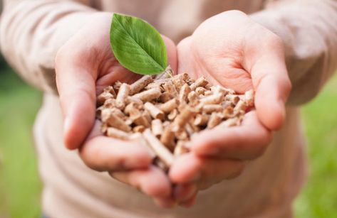 Mass Effect: What Is Biomass Energy and How Can It Be Used? - Earthava Harman Pellet Stove, Biomass Energy, Composting Process, Fast Growing Trees, Pellet Stove, Wood Pellets, Renewable Sources Of Energy, Energy Projects, Organic Matter