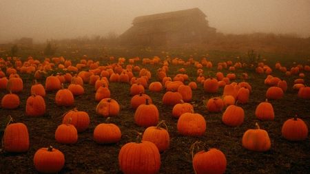 Spooky Fog on a Pumpkin Patch Fall Desktop Backgrounds, Halloween Desktop Wallpaper, Pumpkin Field, Pumpkin Wallpaper, Halloween Wallpaper Backgrounds, Iphone Wallpaper Fall, Pumpkin Farm, Fall Background, Wallpaper Halloween