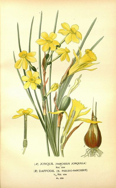 daffodils for easter Antique Botanical Print, Missouri Botanical Garden, Favourite Flowers, Daffodil Flower, Botanical Drawings, Antique Prints, Botanical Illustration, Botanical Art, Botanical Prints