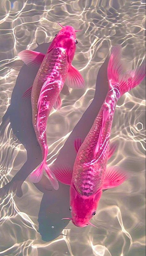 Ipad Wallpaper Aesthetic Ocean, Alternative Phone Wallpaper, Soft Ethereal Aesthetic Wallpaper, Cute Pink Animals, Wallpaper Cantik Iphone, Ipad Aesthetics, Summer Wallpapers, Pretty Fish, Sassy Wallpaper