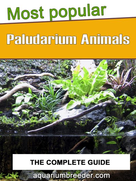 Paludarium Animals Paludarium Animals, Paladarium Design, Paludarium Plants, Ikea Fabrikor, Paludarium Vivarium, Paludarium Ideas, Wabi Kusa, Small Terrarium, Making Choices