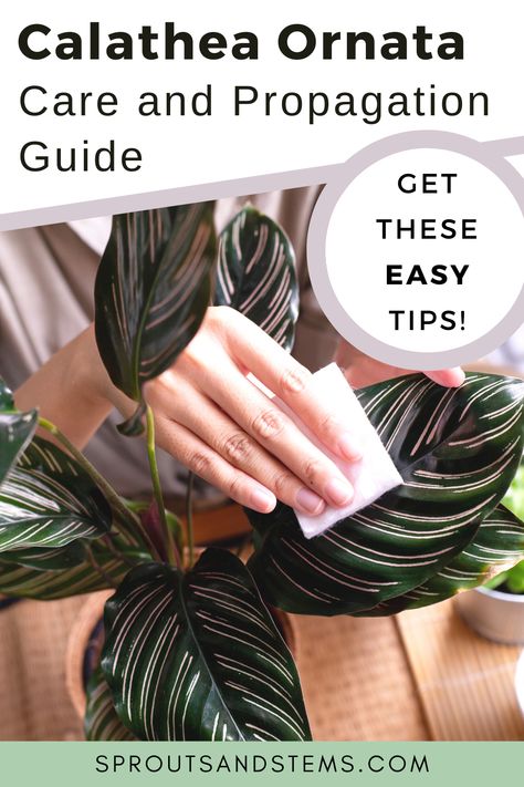 hands cleaning a calathea ornata leaf Calathea Vittata Care, Pinstripe Calathea Plant Care, Calathea Ornata Care, Calathea Pinstripe, Pinstripe Plant, Pinstripe Calathea, Plant Calathea, Prayer Plant Care, Propagation Tips