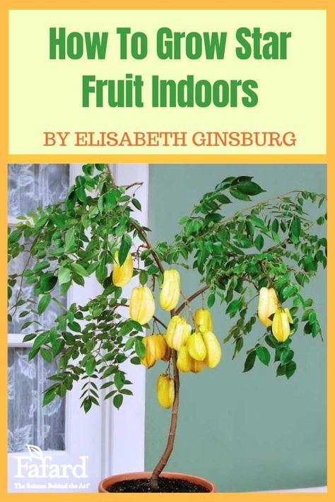 Looking for an easy-to-grow fruit that will bring light and sparkle to your gardening life during the darkest months of the year? Tasty, tropical star fruits (Averrhoa carambola) may be the answer, even if you live in a cold-winter climate. Dwarf trees have made indoor growing possible. #Starfruit #houseplant #tropical #fruit #garden #gardening #indoor #star #fruit #indoors Star Fruit Plant, How To Grow Starfruit, Star Fruit Tree, Fruits To Grow Indoors, Starfruit Tree, Indoor Fruit Trees, Beginners Gardening, Star Fruit, Winter Gardening