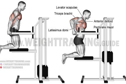 Machine-assisted triceps dip exercise Pectoralis Major, Biceps Brachii, Push Workout, Best Chest Workout, Push Day, Latissimus Dorsi, Tricep Dips, Workout For Flat Stomach, Biceps And Triceps