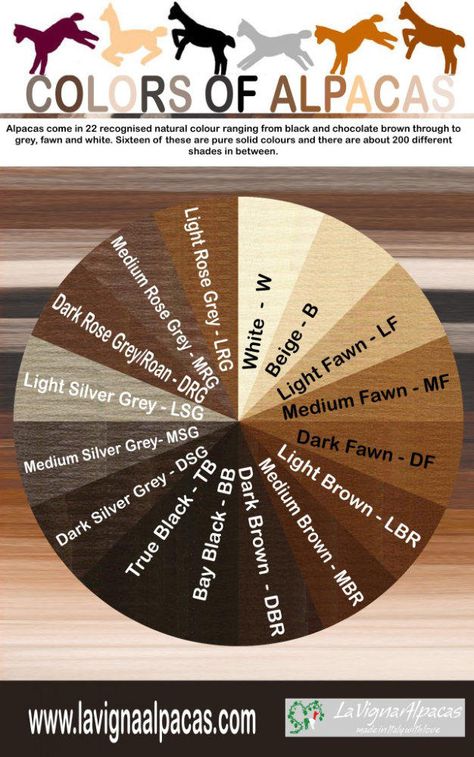 Alpaca Colours 22 shades Hensting Alpacas (Infographic) Alpaca Facts, Alpaca Fleece, Alpaca My Bags, Alpaca Farm, Spinning Wool, Llama Alpaca, Spinning Yarn, Alpaca Fiber, Colour Chart