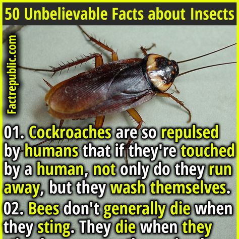 Do You Know Facts, Human Psychology Facts So True, Facts About Insects, Funny True Facts, Epic Facts, Fun Facts Mind Blown, Writing Science Fiction, Daily Fun Facts, Useful Facts