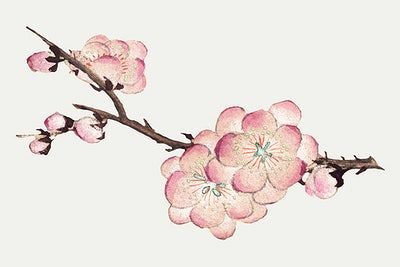 Chinese Plum Blossom Tattoo, Plum Blossom Drawing, Plum Tattoo, Plum Blossom Tattoo, Chinese Plum Blossom, Japanese Plum Blossom, Moodboard Images, Genshin Oc, Chinese Ornament