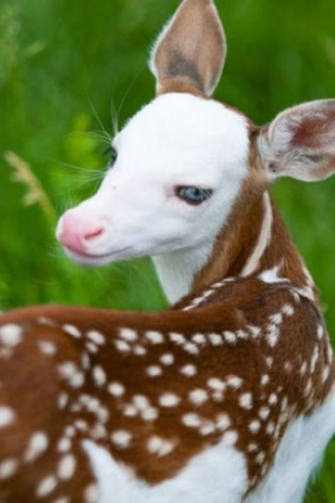 A very peculiar baby Fawn named ‘Dragon’, was rejected by his mother after its birth. The reason for Dragon to be special, is that his face was almost totally white in color. This condition is not a very suitable attribute for a deer in the wilds. Piebald Deer, Deer Tail, Fawns Deer, Warrior Cat Oc, Cat Oc, Animals Amazing, The Wilds, Unusual Animals, Cat Character