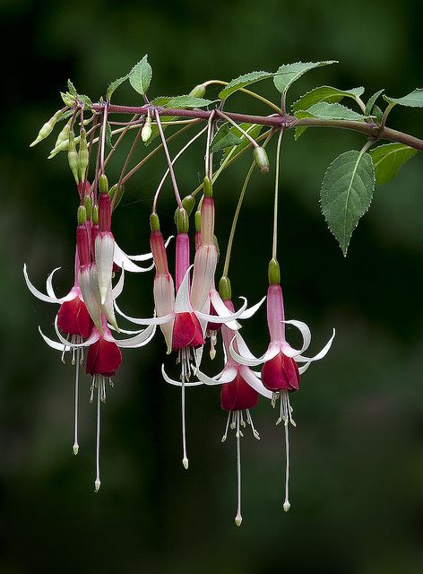 if i was a humming bird this is where i would be having breakfast…with you of course, jam, just for you Fuchsia Plant, Flowers Hanging, نباتات منزلية, Fuchsia Flower, Fuchsia Flowers, Unusual Flowers, Exotic Flowers, Flower Beauty, Beautiful Blooms