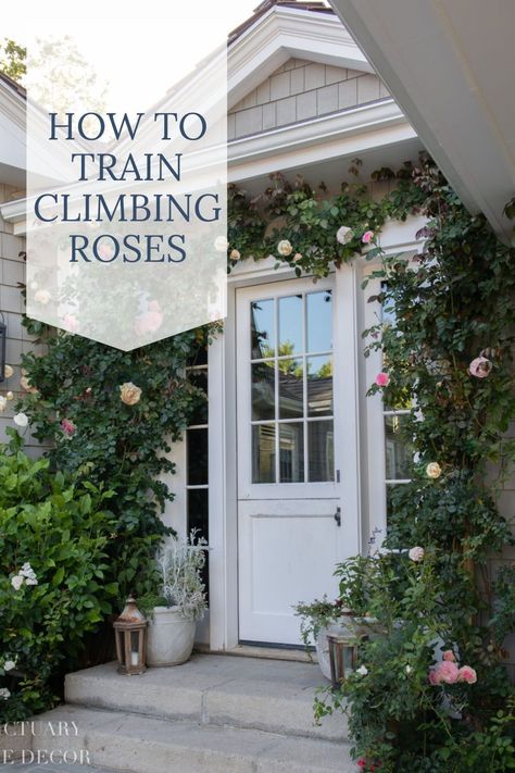 Roses Over Garage Door, Roses On Brick Wall, Climbing Rose Around Window, Roses Around Window, Climbing Roses On Porch, Climbing Roses Around Windows, Rose Trellis On House, Climbing Roses Front Porch, Climbing Flowers On Houses