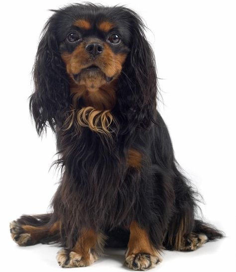 English Spaniel, Cavalier King Spaniel, Toy Spaniel, King Spaniel, Dog Breeds Pictures, Spaniel Puppies For Sale, Every Dog Breed, Akc Breeds, Disabled Dog