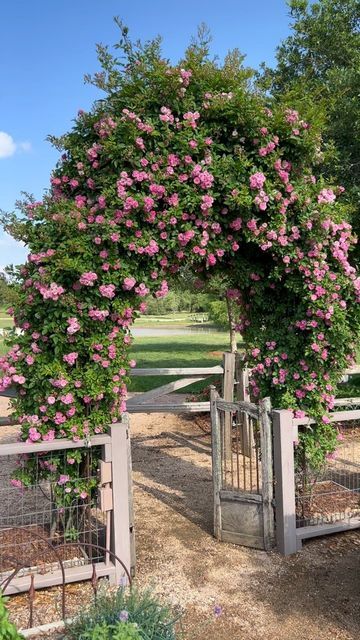 Small Vegetable Garden Ideas Layout, Peggy Martin Rose, Garden Ideas Layout, Small Vegetable Garden Ideas, Outdoor Trellis Ideas, Southern Landscaping, Climbing Roses Trellis, Flower Wall Design, Martin Rose