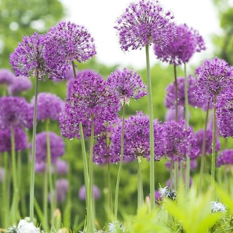 allium aflatunense. 80 cm hög, Blommar i juni. I rabatt. Allium Hollandicum, Corner Beds, Allium Purple Sensation, Growing Garden, Growing Gardens, London Garden, Florist Shop, Spring Garden, Front Garden