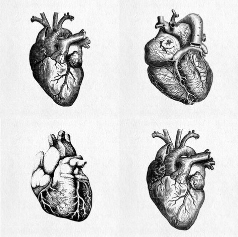 Ventricles, coronary arteries and all... perhaps an idea for a tattoo? (: #cardiologist Anatomical Heart Tattoo, Herz Tattoo, Text Tattoo, 다크 판타지, Heart Images, Anatomical Heart, Human Heart, Scientific Illustration, Anatomy Art