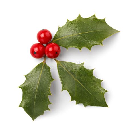 Christmas Holly. Holly Leaves and Red Berries Isolated on White Background , #AFF, #Leaves, #Red, #Christmas, #Holly, #White #ad Holly Plant, Christmas Rugs, Christmas Color, Holly Leaves, Holly Berries, Christmas Drawing, Holly Leaf, Christmas Mood, Paper Clay