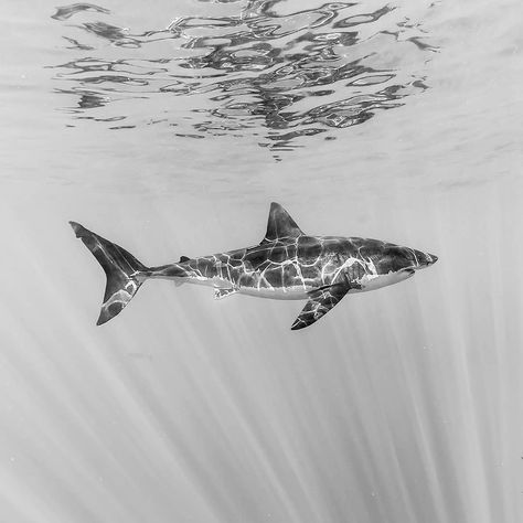 Shark Tooth Tattoo, Shark Art, Water Photography, Shark Week, Great White Shark, Under Water, Black And White Prints, Cute Animal Photos, Fish Art