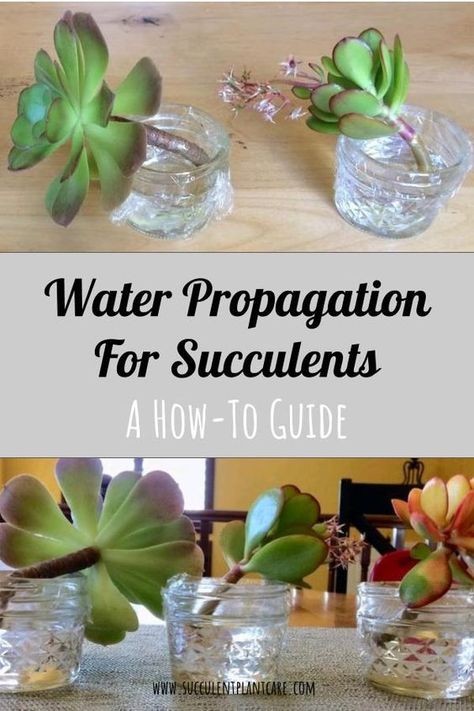 Water Propagation for Succulents? Some people actually find it easier to propagate succulents in water. If you want to give it a try, here’s  a step by step guide in how to propagate succulents in water. Succulents In Water Growing, Growing Succulents In Water, Water Propagation Succulents, Succulent Propagation In Water, Succulent Water Propagation, Propagating Succulents In Water, Succulent Propagation How To, Water Propagation Plants, Propogate Succulents