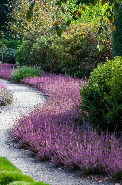 Heather Gardens, Scottish Heather, Late Summer Flowers, Monrovia Plants, Plant Catalogs, Garden Walkway, Front Landscaping, Unique Gardens, Evergreen Shrubs