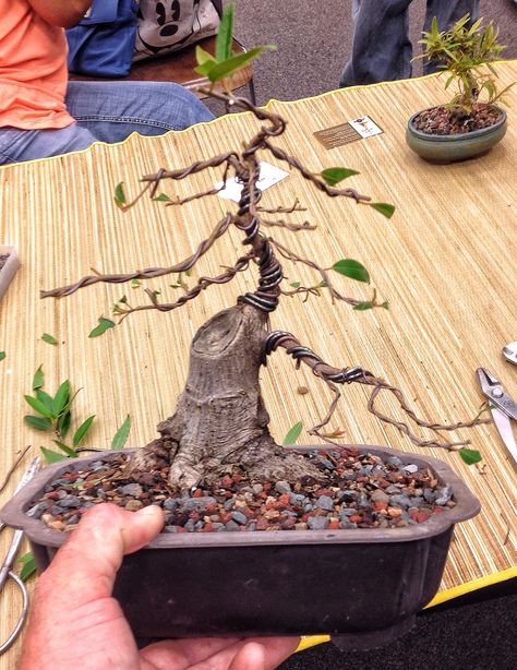 Bonsai Fruit Tree, Bonsai Making, Ficus Bonsai, Bonsai Ficus, Pre Bonsai, Bonsai Tree Types, Bonsai Wire, Bonsai Tree Care, Bonsai Techniques