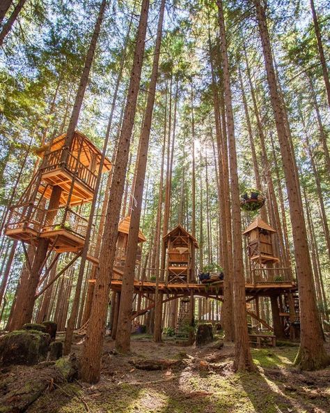 Adult Treehouse, Treehouse Living, Mega Mendung, Treehouse Ideas, Luxury Tree Houses, Beautiful Tree Houses, Treehouse Masters, Treehouse Cabins, Tree House Plans