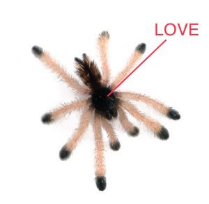 Avicularia Avicularia, Pink Toe Tarantula, Pet Tarantula, Cool Bugs, Pink Toes, Jumping Spider, Creepy Crawlies, Arthropods, Love Shape