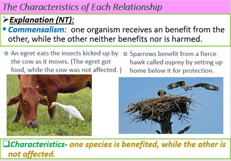 demonstration of commensalism with two examples Cattle Egret, Relationship Worksheets, Symbiotic Relationships, Ecology, Cow, I Hope, Quick Saves