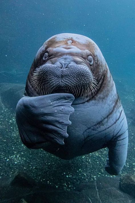 I AM THE WALRUS  At Hagenbeck - Tierpark und Tropen-Aquarium, Hamburg, Germany. Photo by Lutz Schnier JA SOM WALRUS Sea Mammal, Water Animals, Beautiful Sea Creatures, Animale Rare, Animal Species, Arte Animal, Marine Animals, Ocean Creatures, Ocean Animals