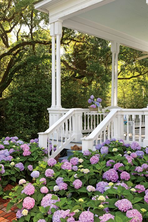 We'll never get tired of hydrangeas, azaleas, and magnolias. Here, our resident gardener declares the best of the best. French Hydrangea, Hydrangea Landscaping, Big Leaf Hydrangea, Endless Summer Hydrangea, Southern Garden, Hydrangea Garden, Hydrangea Macrophylla, Garden Pictures, The Porch