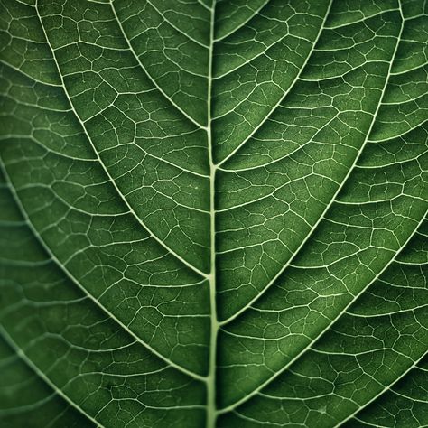 This picture of the leaf shows texture. This shows texture because you can see the veins within the leaf and imagine what is would feel like in real life. Macro Texture, Macro Photography Tips, Foto Macro, Botanical Photography, Photography Macro, Beautiful Food Photography, Elements And Principles, Texture Photography, Leaf Texture