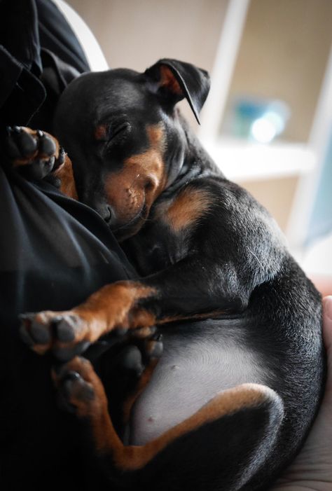 min pin <3 Min Pin Puppies, Miniature Pinscher Puppy, Miniature Pinscher Dog, Mini Pinscher, Min Pins, Hound Dogs, Manchester Terrier, Pinscher Dog, Doberman Pinscher Dog