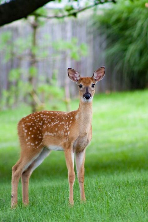 Deer In Meadow, Deer Photography, Enchanting Garden, Wild Deer, Deer Photos, Pinterest Feed, Deer Pictures, Wallpaper Landscape, Manga Drawing Tutorials