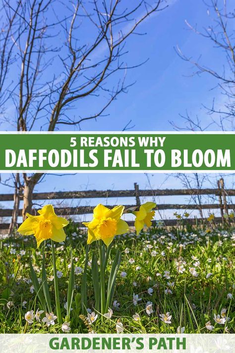 A vertical image of a spring garden with flowering daffodils pictured in front of a wooden fence on a blue sky background. To the center and bottom of the frame is green and white printed text. Garden Plotting, Planting Daffodil Bulbs, Daffodils Planting, Green Backyard, Daffodil Bulbs, Gardening Hacks, Smart Garden, Daffodil Flower, Garden Bulbs