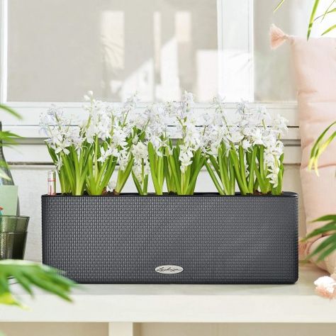 The Best Fruit, Herbs and Vegetables to Grow on a Windowsill - ePlanters Planter Liners, Planter Bench, Rectangular Planters, Hanging Table, Self Watering Planter, Best Fruits, Planter Pots Indoor, Self Watering, Garden Bench