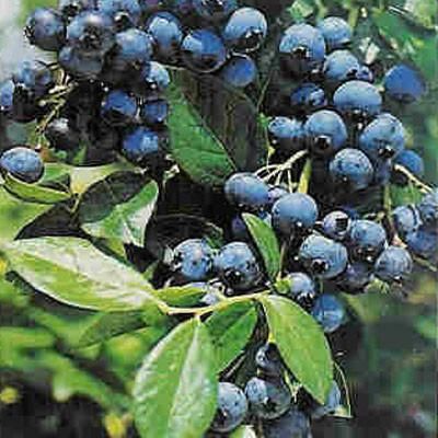 Blueberry Patriot Fruit Trees Backyard, Highbush Blueberry, Growing Blueberries, Blueberry Farm, Blueberry Plant, Gardening Zones, Berry Plants, Fall Garden Vegetables, Blueberry Bushes