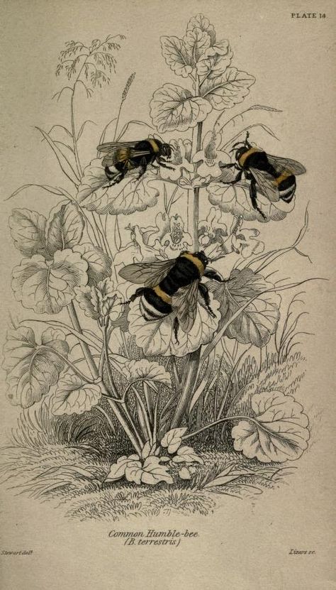 Common Humble-bee. Plate from ‘The Naturalist’s Library’ (Entomology, Bees). Edited by William Jardine. Published by H.G. Bohn. 1859 Bee Journal, Humble Bee, Bee Stuff, Edward Lear, Bumble Bee Print, Arte Indie, Bee Illustration, Victorian Books, Sir William