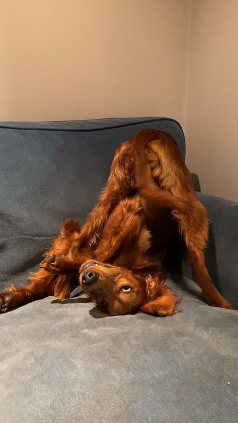 Irish Setter Puppy, Red Dogs, Irish Red Setter, Red Setter, Irish Setter Dogs, English Setters, Irish Setters, Dream Dog, 7 Seconds