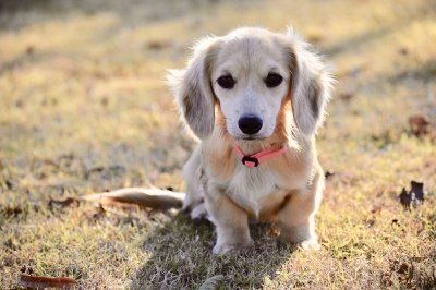 Select Dachshunds | AKC Miniature Dachshunds for sale in Texas Long Haired Mini Dachshund, Miniature Dachshund Breeders, Dapple Dachshund Miniature, Mini Dachshund Puppies, Long Haired Miniature Dachshund, Cream Dachshund, Dachshund Puppy Long Haired, Dapple Dachshund Puppy, Miniature Puppies