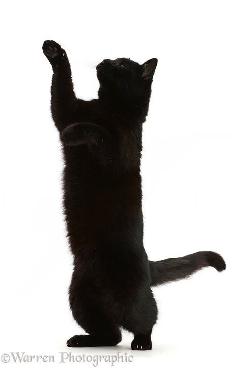 Photograph of Black cat reaching up. Rights managed white background image. Cat Reaching Up, Black Cat White Background, Cat White Background, Cat Reaching, Black Cat Playing, Black Cat Png, Black Footed Cat, Cat Stretching, Pathfinder Character