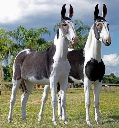 Mules Animal, Interesting Animals, Animals Pictures, All The Pretty Horses, Animal Crackers, Pretty Animals, Animal Facts, Horse Photos, Horse Coloring