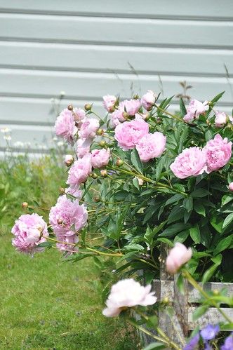 peony 'Sarah Bernhardt' | Paeonia lactiflora | Mimmi Elg | Flickr Sarah Bernhardt Peony, Peony Sarah Bernhardt, Heather Hills, Peony Bush, Sarah Bernhardt, Paeonia Lactiflora, Veg Patch, Summer House Garden, Plant Mama