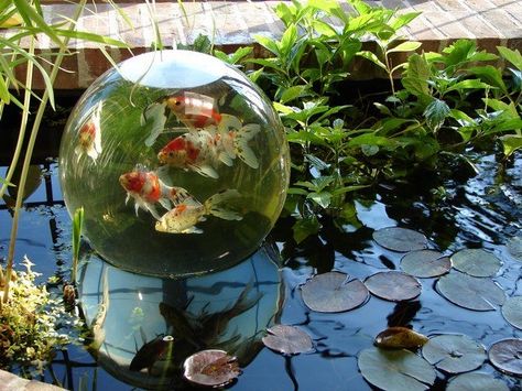 Indoor Pond, Elements Of Nature, Fish Pond, Colorful Fish, Pretty Photos, Nature Indoors, Random Pics, Nature Aesthetic, Water Lilies