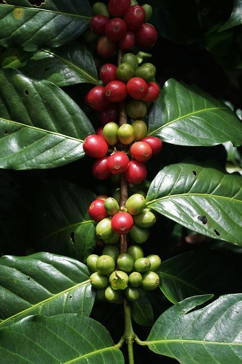 Coffee Bean Tree, Coffee Beans Photography, Tattoo Cafe, Coffee Board, Coffee Box, Coffee Tree, Coffee Roastery, Coffee Farm, Coffee Places