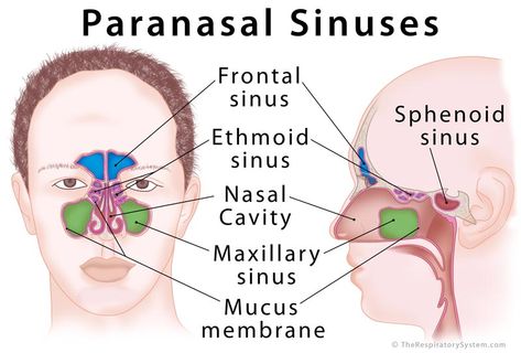 Where are paranasal sinuses located, facial bones containing paranasal sinus cavities, anatomy (development, drainage), how do they work, what do they do, diagram Maxillary Nerve, Remedy For Sinus Congestion, Paranasal Sinuses, Home Remedies For Sinus, Maxillary Sinus, Sinus Congestion Relief, Sinus Cavities, Dental Education, Nasal Septum