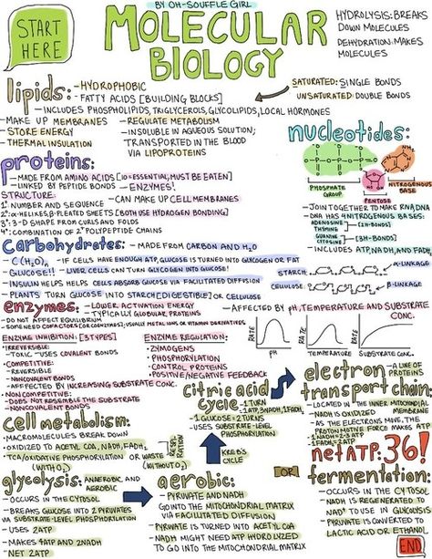 Molecular Biology Notes Mcat Study, Study Biology, Biology Classroom, Ap Biology, Biology Lessons, Medical School Studying, Teaching Biology, Science Notes, Biology Notes