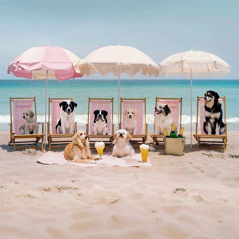 Dog At Beach, Dogs Beach, Preppy Dog, Hotel Photography, Dog Spa, Beach Dog, Dog Hotel, Spring Wall Art, Pretty Beach