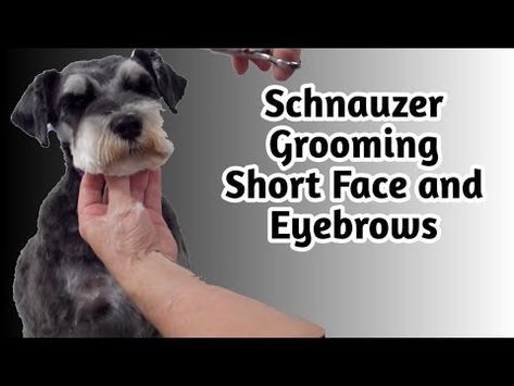 How to Clip a Pet Schnauzers Face and Eyebrows Short | Pet Schnauzer Grooming - YouTube Miniature Schnauzer Black, Schnauzer Cut, Schnauzer Breed, Schnauzer Grooming, Mini Schnauzer Puppies, Dog Grooming Tips, Puppy Cut, Dog Haircuts, Miniature Schnauzer Puppies