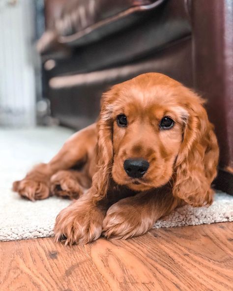 14 Facts About English Cocker Spaniels Cocker Spaniel Aesthetic, Facts About English, Cocker Spaniel Anglais, English Cocker Spaniel Puppies, Perro Cocker Spaniel, Cocker Dog, Golden Cocker Spaniel, Psy I Szczenięta, American Cocker Spaniel