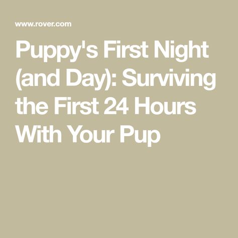 First Night With Puppy, Puppy Day, Getting A Puppy, 1st Night, Night And Day, How To Survive, Day For Night, New Puppy, First Night